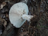 Russula dissimulans image