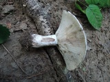 Russula dissimulans image