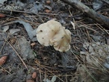 Entoloma conicum image