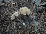 Entoloma conicum image