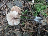 Entoloma conicum image