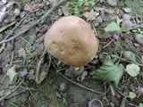 Butyriboletus taughannockensis image