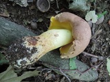 Butyriboletus taughannockensis image