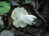Russula ochroleucoides image