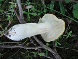 Russula ochroleucoides image