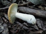 Russula ochroleucoides image