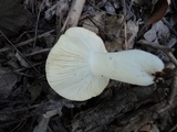 Russula ochroleucoides image