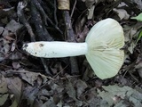 Russula ochroleucoides image