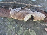 Trametes hirsuta image
