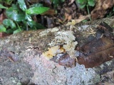 Tremella fuciformis image