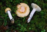 Russula decolorans image