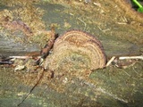 Trichaptum fuscoviolaceum image