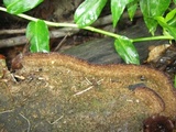 Trichaptum fuscoviolaceum image