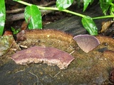 Trichaptum fuscoviolaceum image