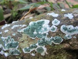 Trichoderma viride image