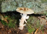 Amanita pseudovolvata image