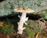 Amanita pseudovolvata image