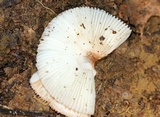 Amanita pseudovolvata image