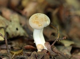 Boletus pallidus image