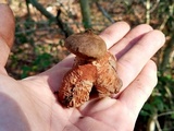 Geastrum rufescens image