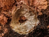 Tulasnella violea image