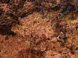 Tulasnella violea image