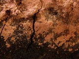 Tulasnella violea image