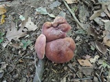 Tylopilus badiceps image