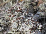 Pycnothelia papillaria image