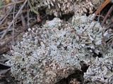Pycnothelia papillaria image