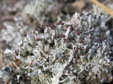 Pycnothelia papillaria image