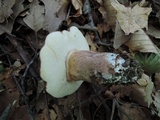 Tylopilus badiceps image