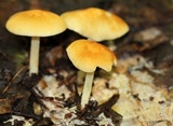 Marasmius strictipes image