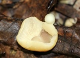 Marasmius strictipes image