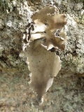 Umbilicaria grisea image