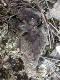 Umbilicaria grisea image