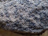 Lecidea fuscoatra image