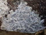 Lecidea fuscoatra image
