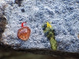 Lecidea fuscoatra image