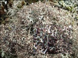 Cladonia rangiformis image