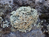 Rhizoplaca melanophthalma image