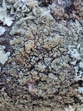 Rhizoplaca melanophthalma image