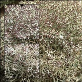 Cladonia rangiformis image