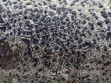 Lecidella elaeochroma f. elaeochroma image