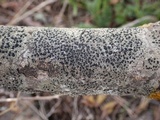 Lecidella elaeochroma f. elaeochroma image