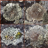 Lecanora muralis image