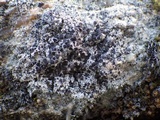 Lecanora campestris image