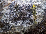 Lecanora campestris image