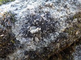 Lecanora campestris image