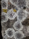 Lecanora campestris image